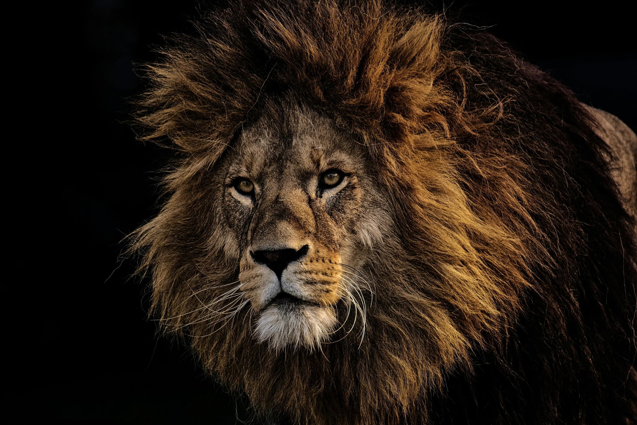 A powerful lion — raw strength and focus