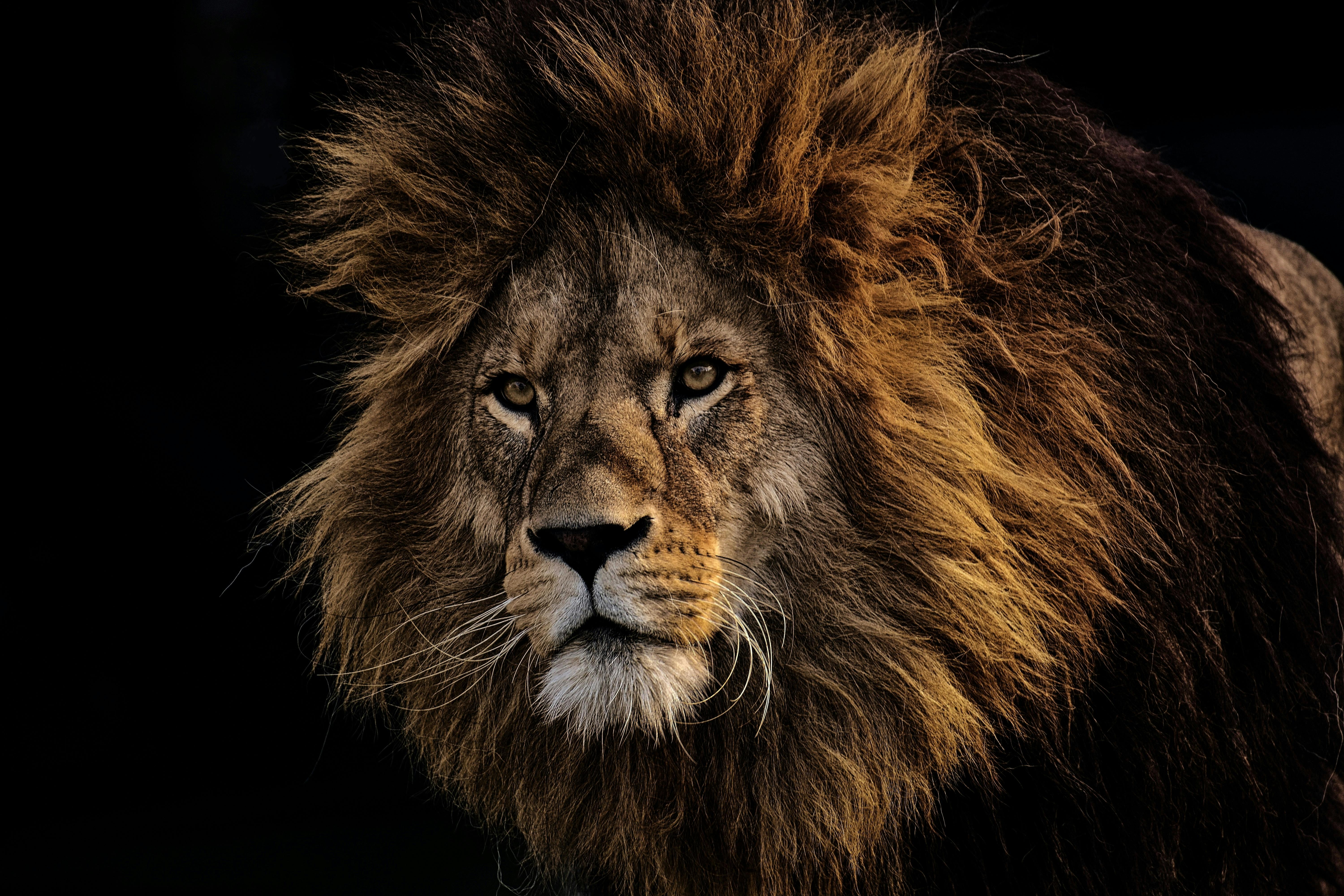 A powerful lion — raw strength and focus